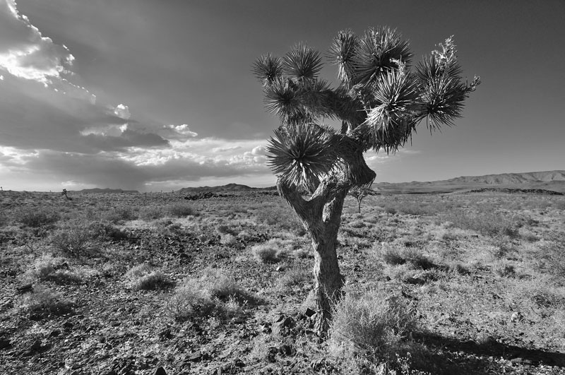 Joshua Tree