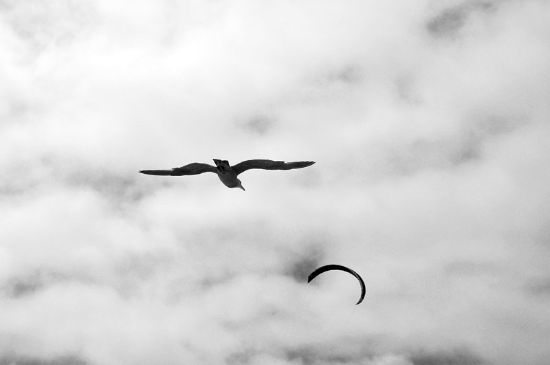 Seagull and Kite