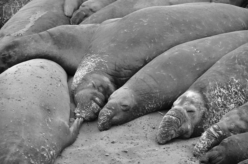 Elephant Seals