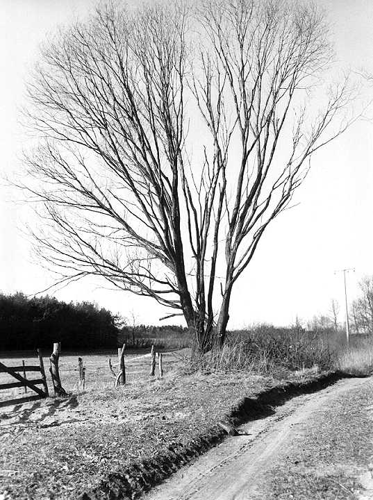 Baum 1
