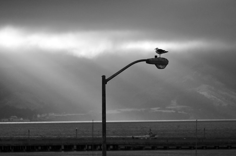 Seagull on Lamppost