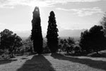 cypresses in back light