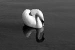 Swan|Schwan Swan|Schwan