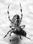 spider / Spinne spider / Spinne