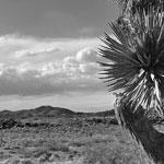 Joshua Tree