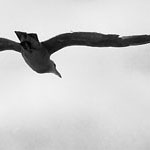 Seagull and Kite