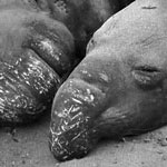 Elephant Seals