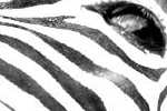 Zebras Zebras