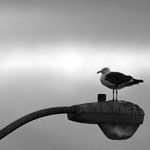 Seagull on Lamppost